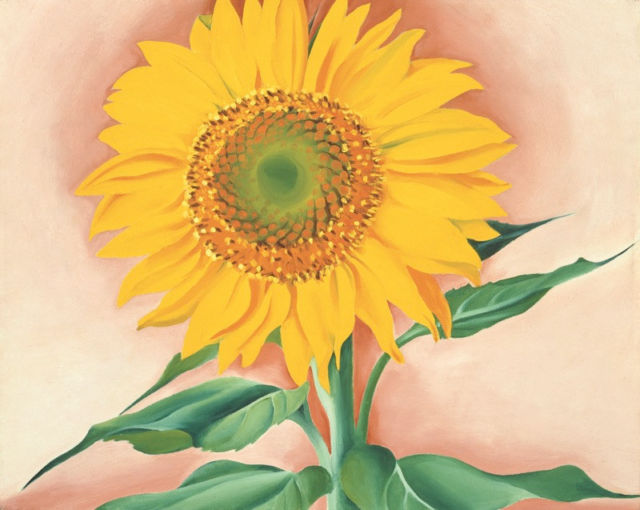 Georgia O Keeffe Sunflower